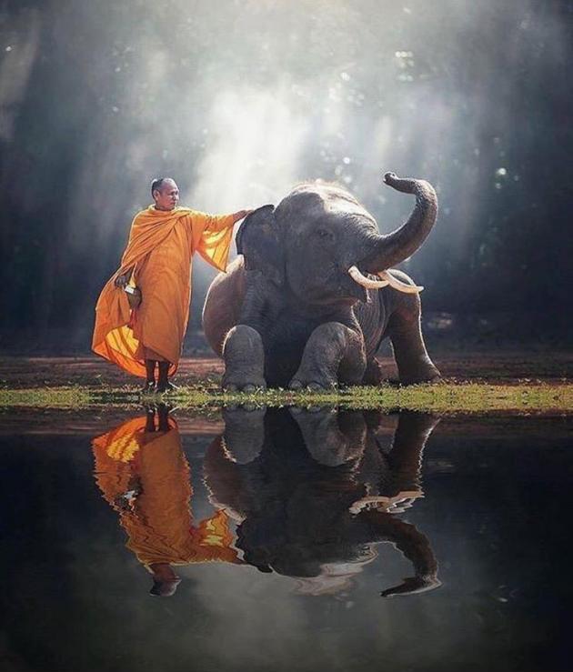 monday morning randomness -  monk elephant