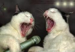 who says cats can't sing
