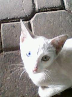 two colored eyed cat