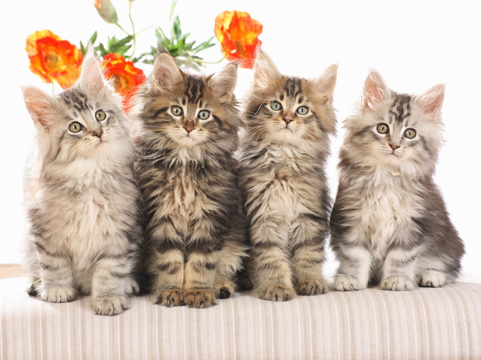 cute funny cat group of 4 cats - go