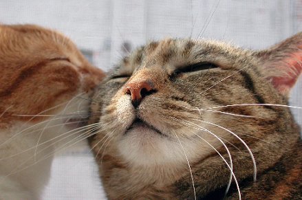 cute funny cats whisper cat