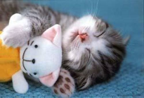 cute funny cat sleeping with toy