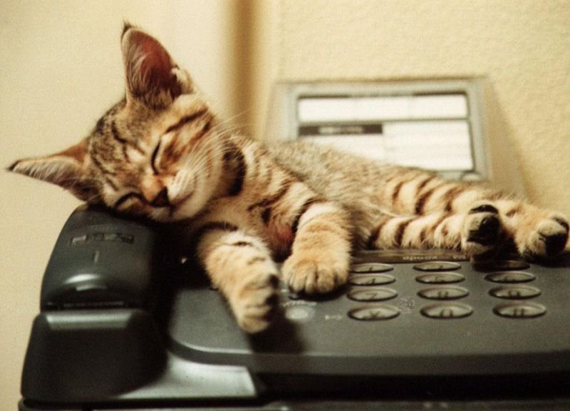 cute funny cat cat on the phone