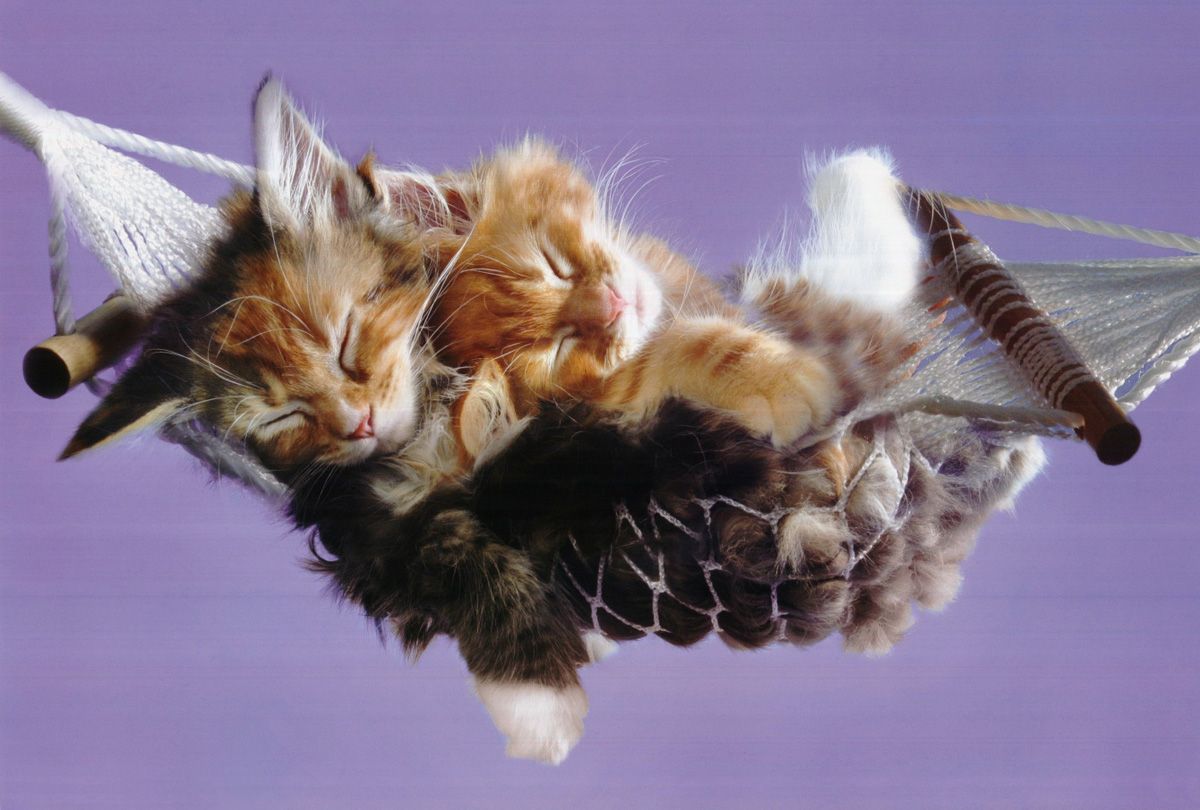 cute funny cat kitten napping