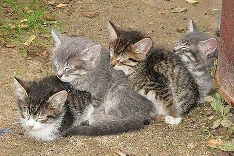 cute funny cats sleeping cats