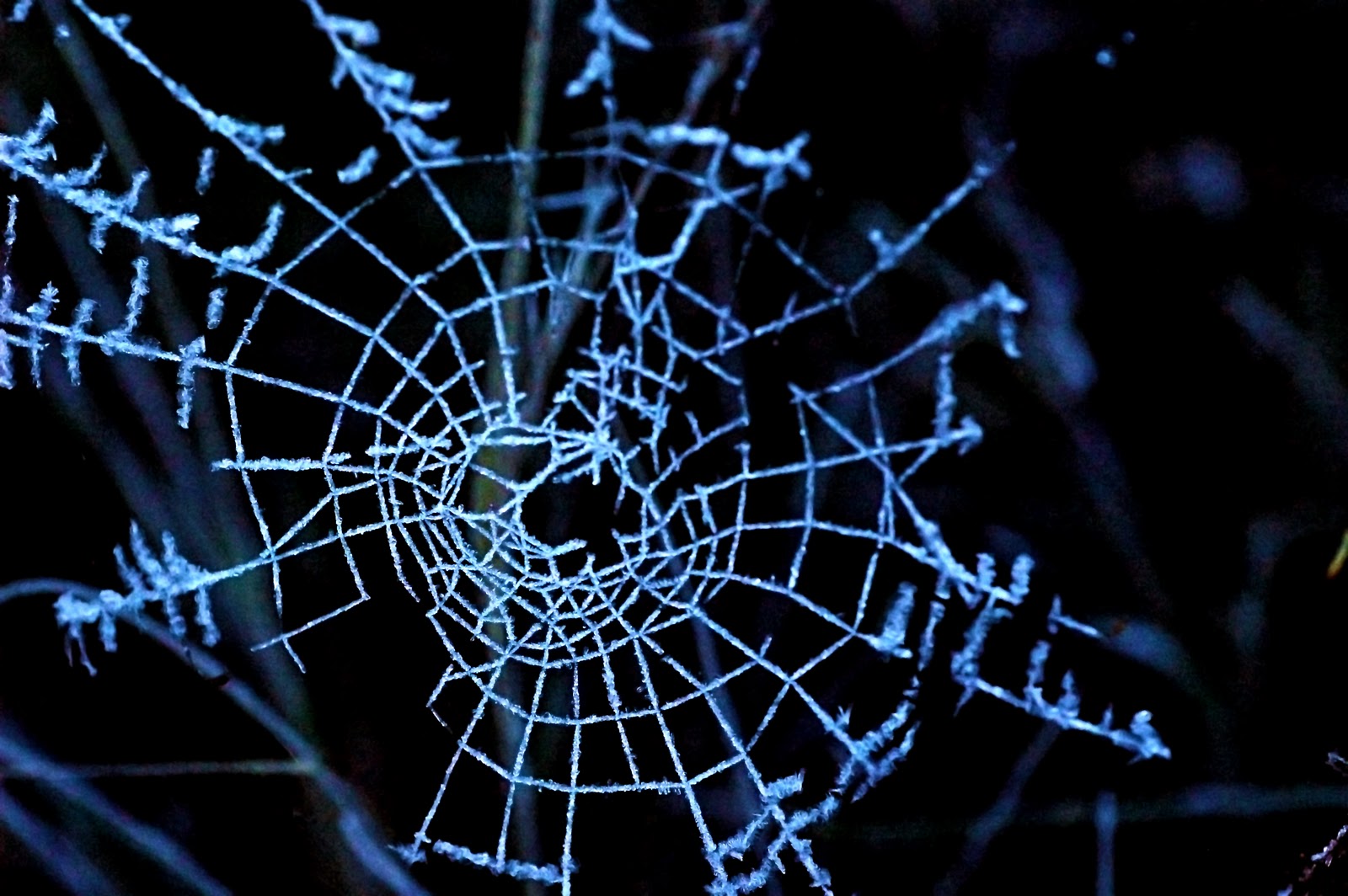 Amazing Spider Webs