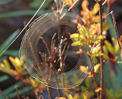 Amazing Spider Webs
