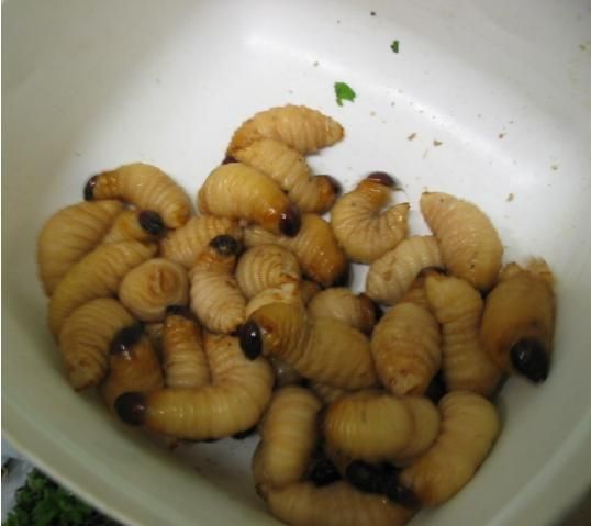 Sago Worms