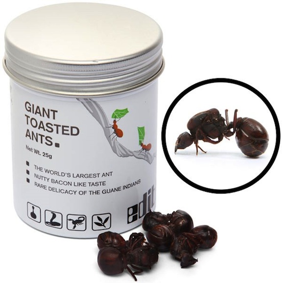 Giant toasted ants