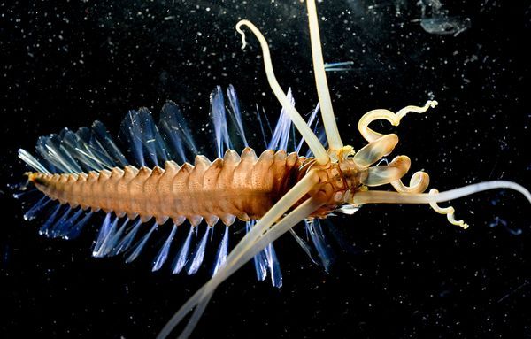 Bizarre Deep Sea Creatures
