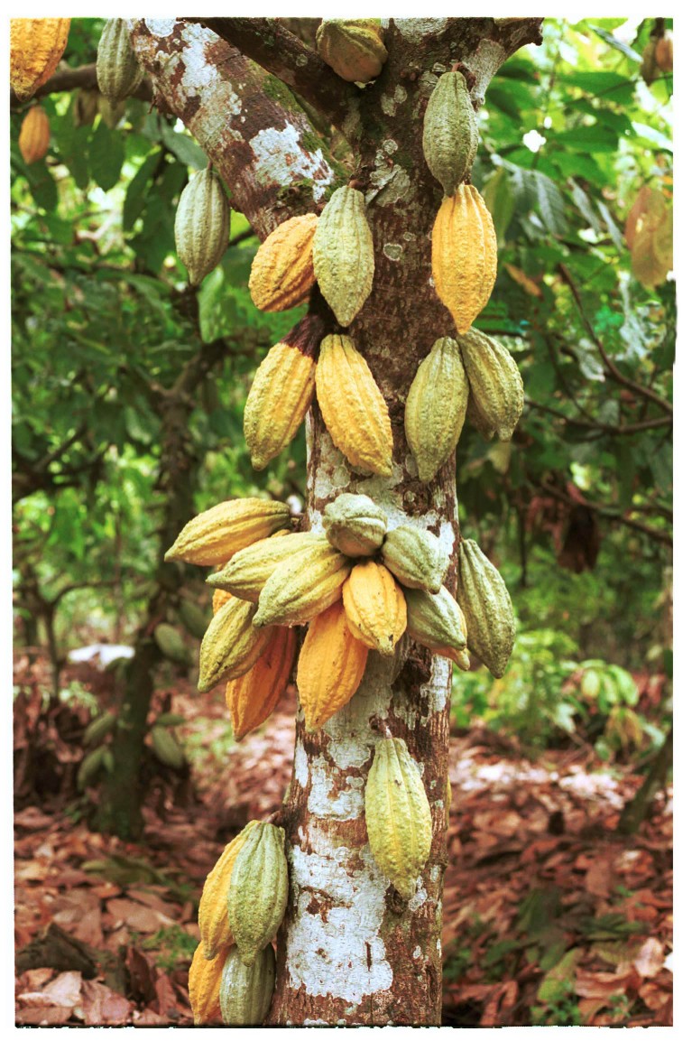 Cocoa bean tree