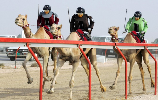 Robot riders on camels, Kuwait