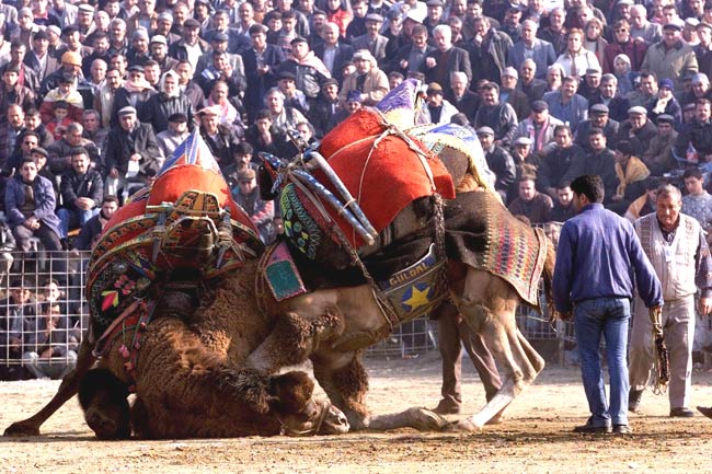 Camel wrestling festival, Turkey