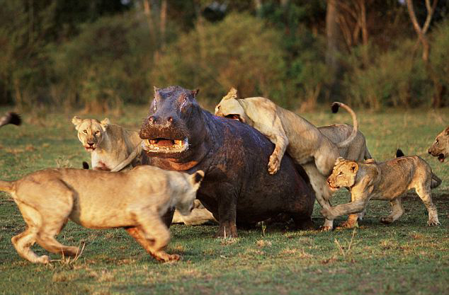 Incredible Animal Battles