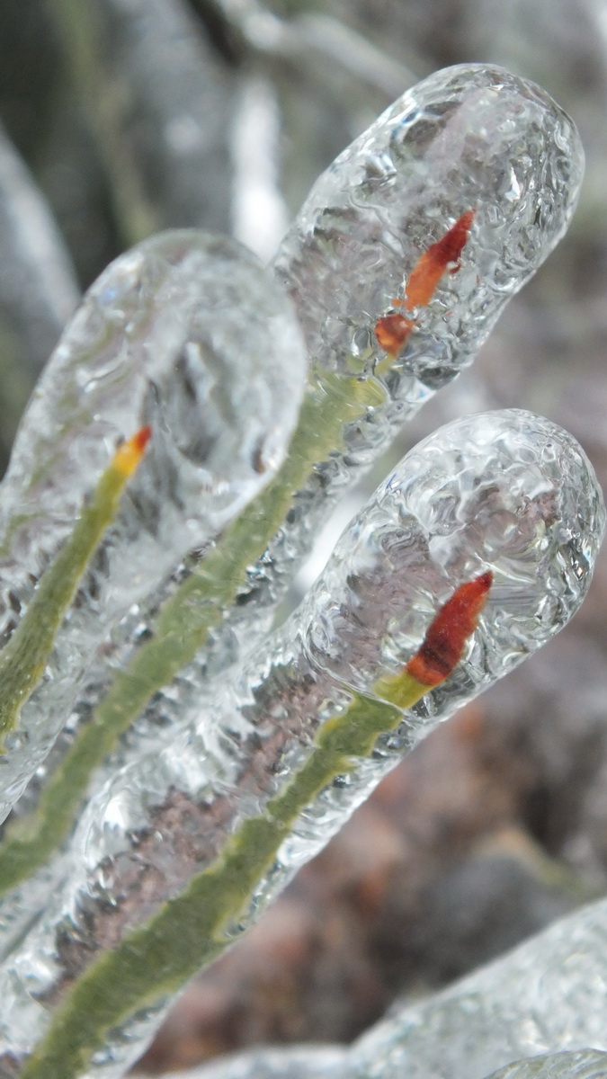 Incredible Ice Storm Photographs
