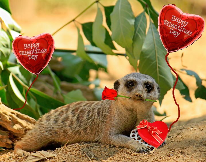 A Valentine's Day Celebration