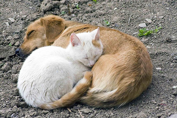 Animals Using Other Animals As Pillows