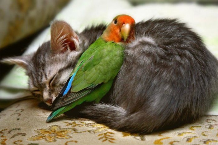 Animals Using Other Animals As Pillows