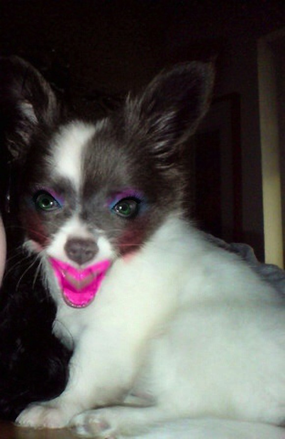 iPhone Makeup App Used To Pretty Up Family Pets