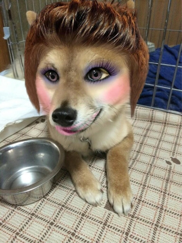 iPhone Makeup App Used To Pretty Up Family Pets