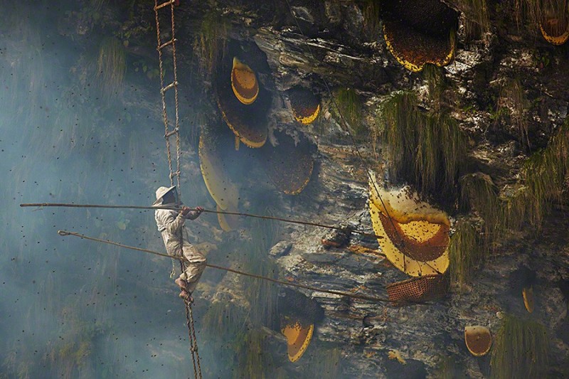Traditional Honey Hunters In Nepal