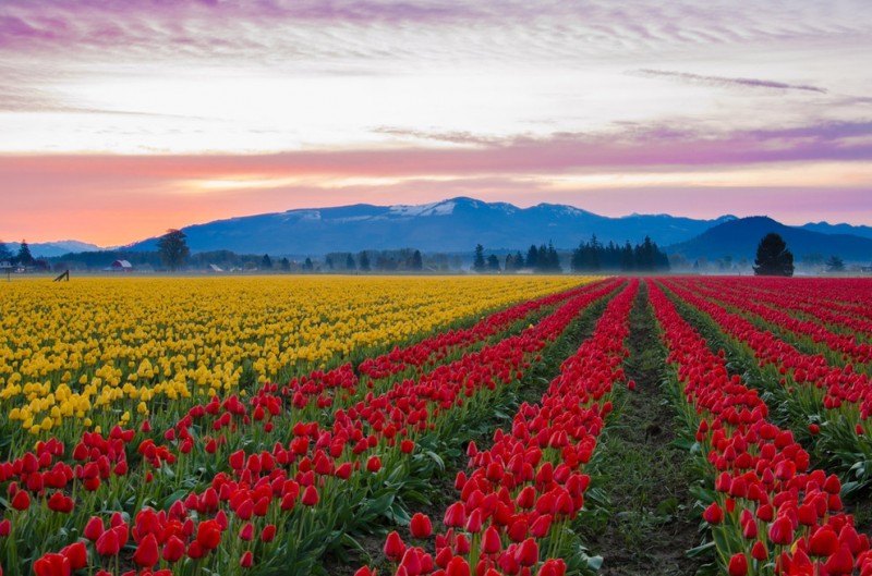 Skagit Valley Tulip Fields, United States