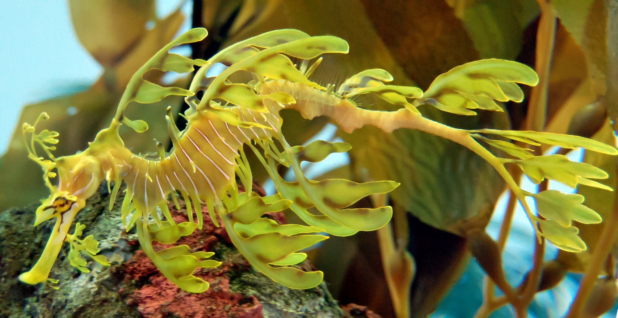 Seaweed Seahorse