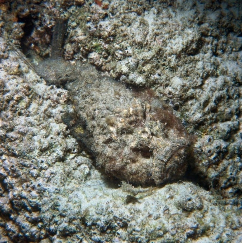 Stone Fish Camouflage
