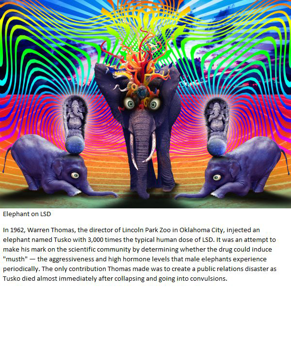 Elephant on LSD