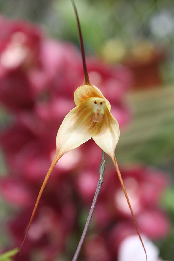 Monkey Face Orchid: Dracula Simia