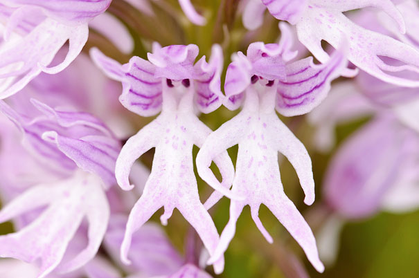 Naked Man Orchid: Orchis Italica