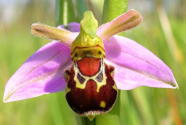 Laughing Bumble Bee Orchid: Ophrys bomybliflora
