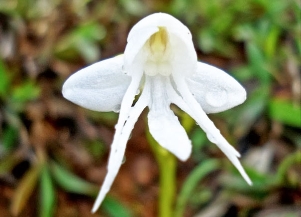 Angel Orchid: Habenaria Grandifloriformis
