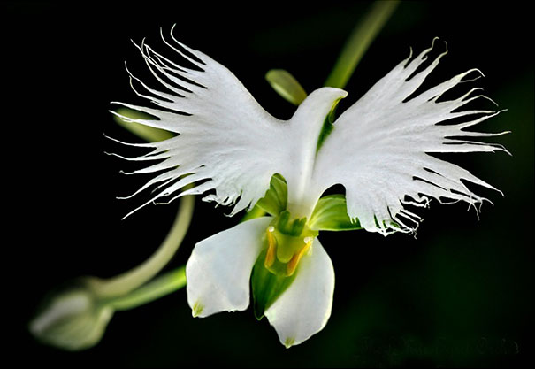 White Egret Orchid: Habenaria Radiata