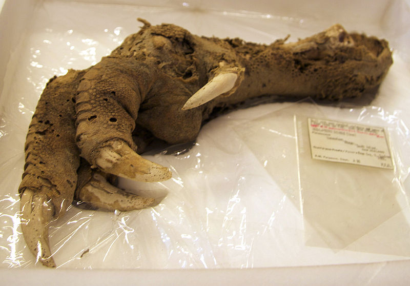 Upland Moa claw, a large prehistoric bird