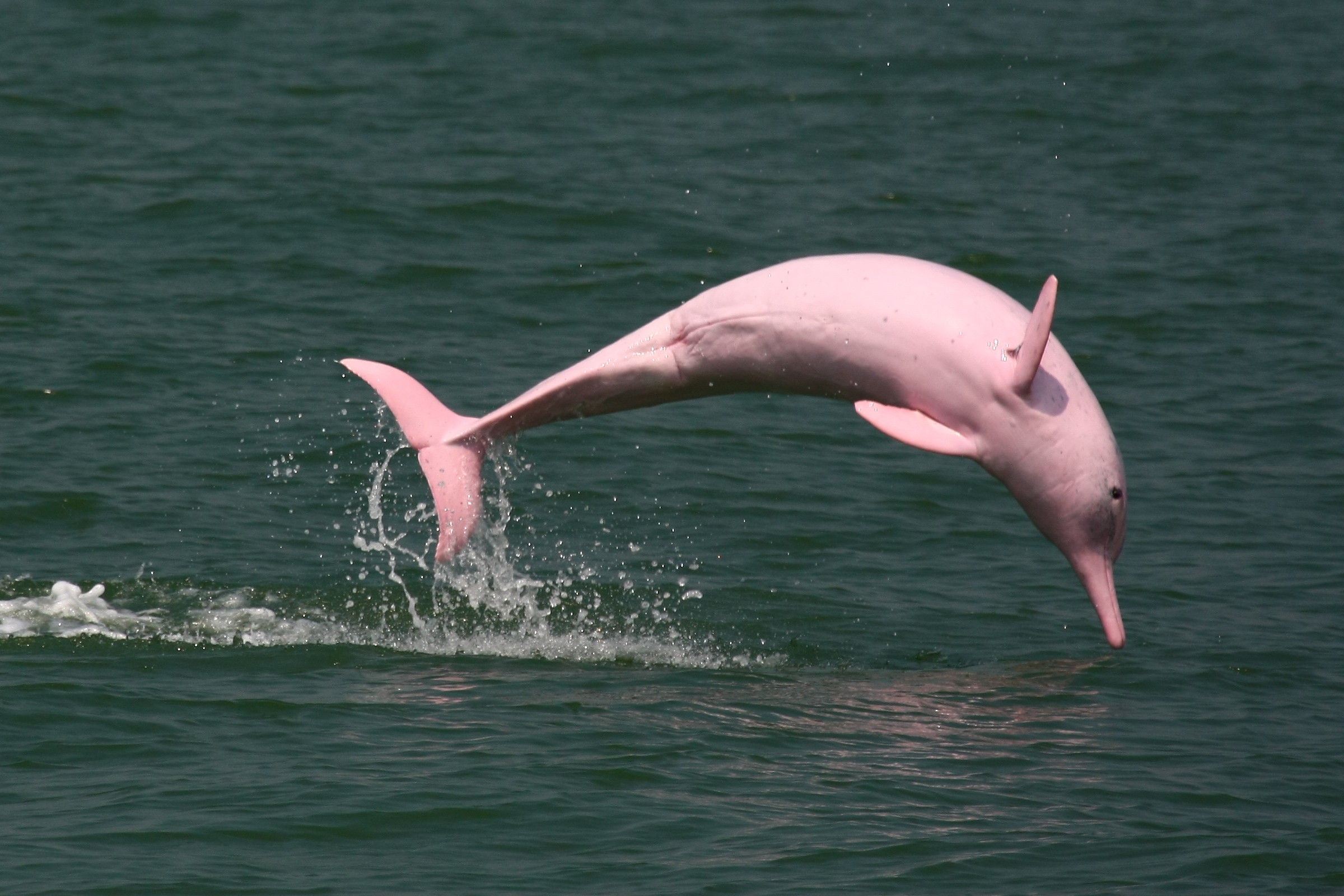 Pink Dolphin