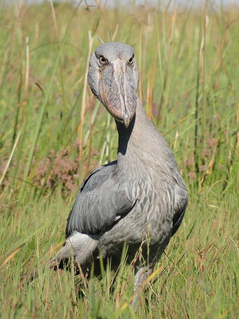 Shoebill bird