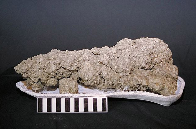 "Coprolite" is the polite way of saying fossilized poop