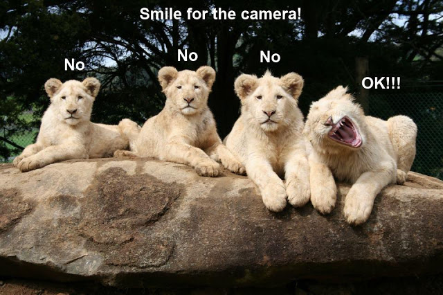 Funny, Silly And Cute Animals Captions