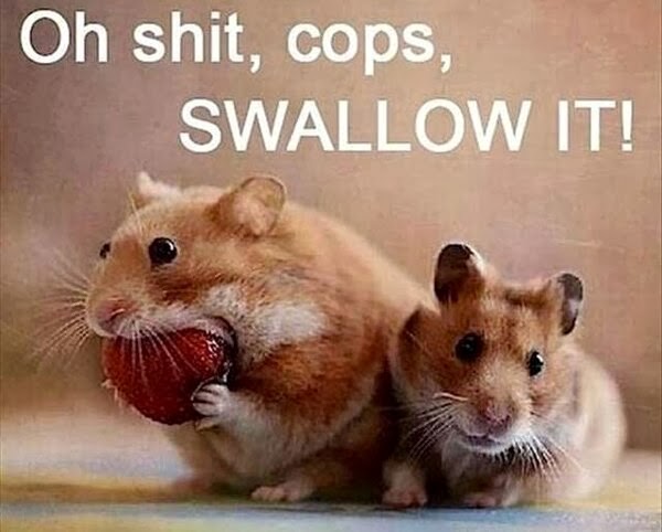 Funny, Silly And Cute Animals Captions