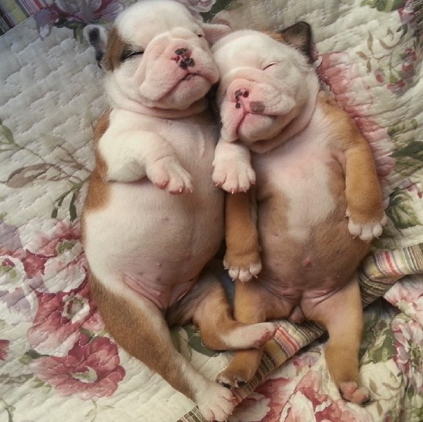 These bellies