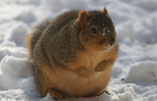 This round squirrel