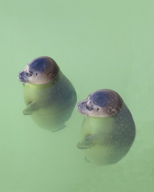 These plump seals