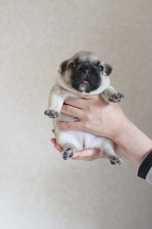Tiny pug is plump