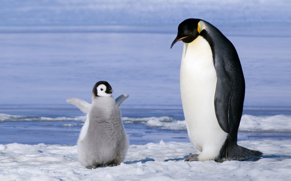 Round baby penguin
