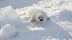 Baby seal is very plump