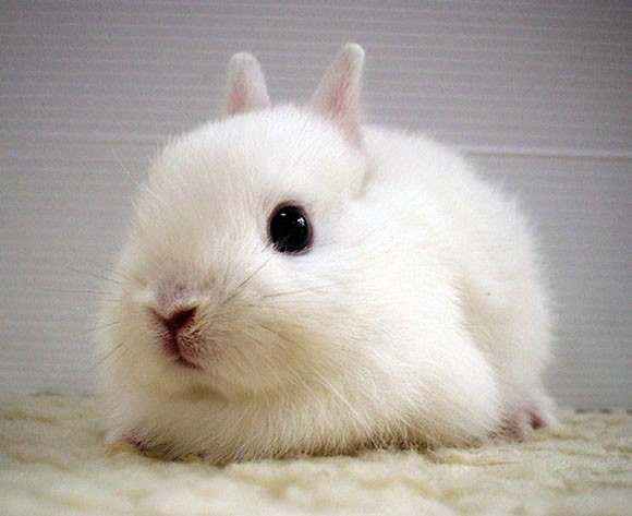 This adorable bunny