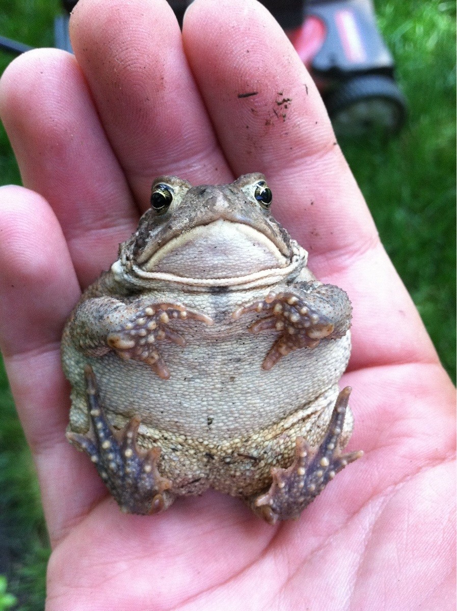 This plump frog