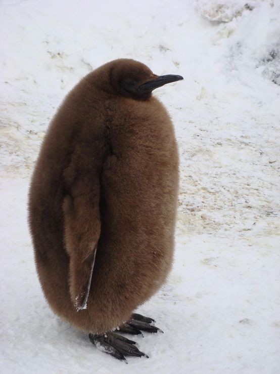 This warm, furry penguin