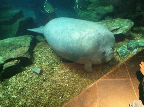 The cutest manatee youll ever see